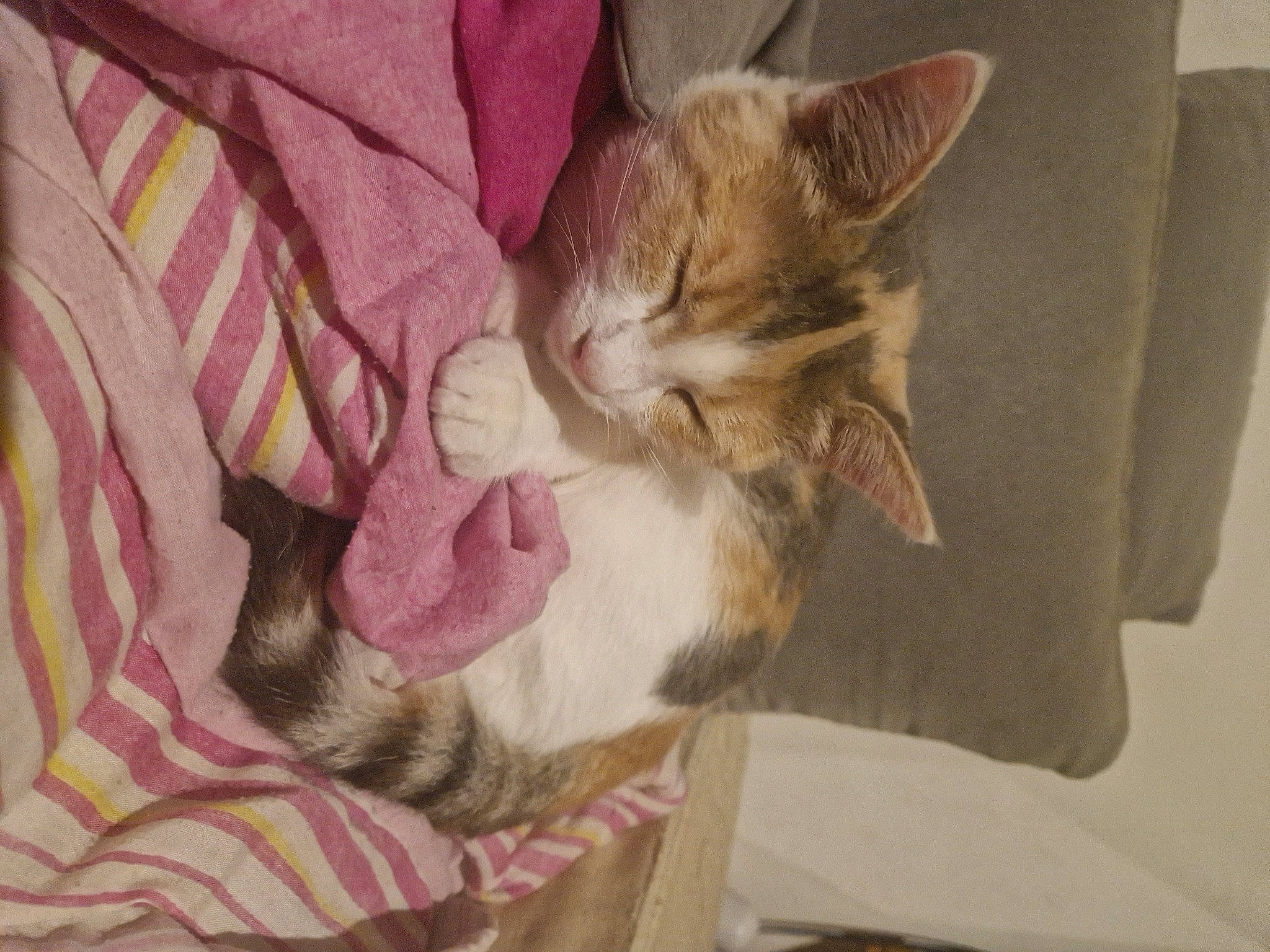 Nala a rejoint le concours — aidez-le/la à gagner de superbes lots ! carnivore, cat, claw, comfort, domestic_short_haired_cat, fawn, felidae, fur, nap, paw, small_to_medium_sized_cats, tail, whiskers