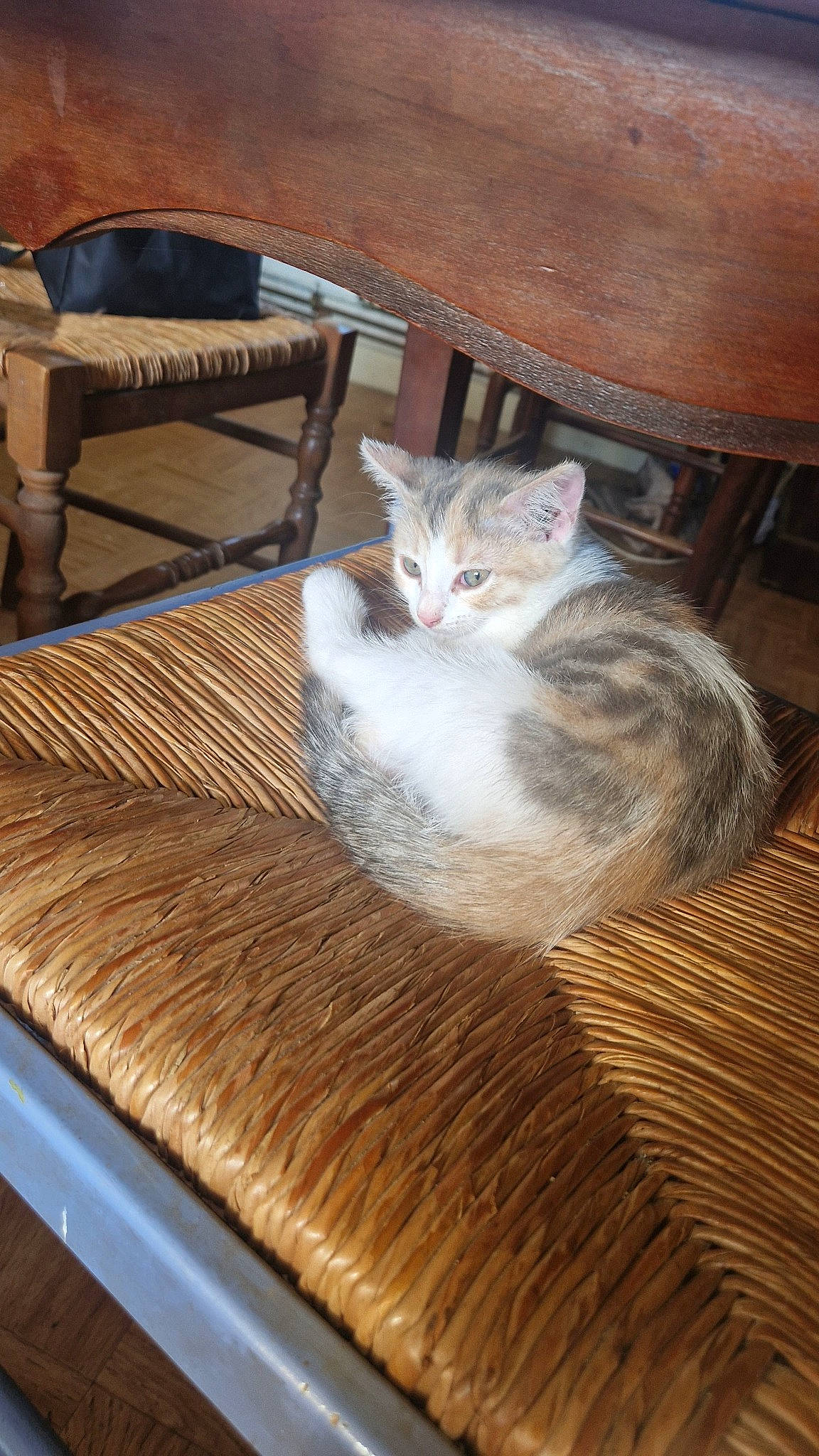 Nala participe au concours pour gagner de l'argent avec cette photo : carnivore, cat, chair, comfort, domestic_short_haired_cat, fawn, felidae, floor, flooring, fur, furniture, grey, hardwood, outdoor_furniture, room, small_to_medium_sized_cats, table, tail, whiskers, wood