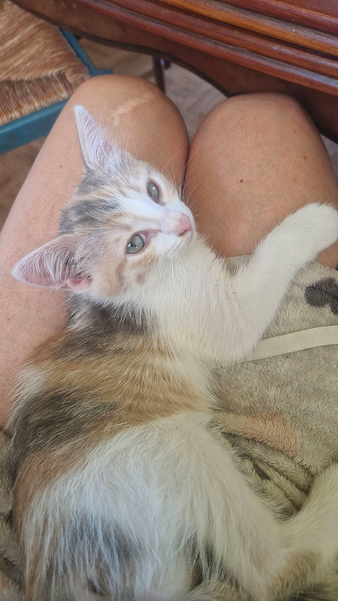 Nala participe au concours pour gagner de l'argent avec cette photo : carnivore, cat, claw, comfort, domestic_short_haired_cat, fawn, felidae, fur, nap, paw, sleep, small_to_medium_sized_cats, snout, tail, whiskers