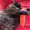 Layna participe au concours pour gagner de l'argent avec cette photo : animal, black_and_white_cat, carrot_toy, cat, close_up, cozy, ears, eyes, fluffy, funny, fur, hugging, indoor, lying_down, pet, playful, portrait, red_blanket, toy, whiskers