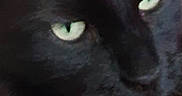 Layna a rejoint le concours — aidez-le/la à gagner de superbes lots ! animal, blackcat, cat, kitten, pet