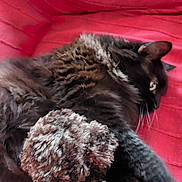 Layna participe au concours pour gagner de l'argent avec cette photo : animal, black_cat, cat, close_up, cozy, cuddling, ears, eye, fluffy, furry, indoor, pet, playful, plush_toy, portrait, red_blanket, relaxed, sleeping, stuffed_animal, whiskers