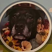 Willow is registered to the contest to win money with this photo: dog, black_dog, flower, close_up, portrait, pet, animal, face, canine, floral, nature, circle_frame, indoor, furry, muzzle, ears, cute, decor, soft_focus, background