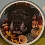 dog, black_dog, flower, close_up, portrait, pet, animal, face, canine, floral, nature, circle_frame, indoor, furry, muzzle, ears, cute, decor, soft_focus, background