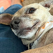Princess Leia joined the competition — help win amazing prizes! animal, canine, casual, close_up, collar, comfort, cozy, dog, domestic, fur, human_leg, indoor, lying_down, muzzle, nose, pet, portrait, relaxed, resting, sleepy