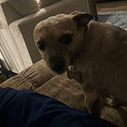 Princess Leia joined the competition — help win amazing prizes! dog, indoor, couch, furniture, pet, animal, brown, small_dog, collar, tag, person, blue_clothing, carpet, living_room, blurred, dim_light, curious, seated, home, domestic
