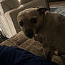 dog, indoor, couch, furniture, pet, animal, brown, small_dog, collar, tag, person, blue_clothing, carpet, living_room, blurred, dim_light, curious, seated, home, domestic
