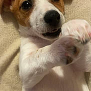 Nala a rejoint le concours — aidez-le/la à gagner de superbes lots ! puppy, dog, close_up, cute, playful, lying_down, paws, white_fur, brown_fur, pet, animal, young, face, ears, nose, whiskers, cozy, blanket, indoor, adorable