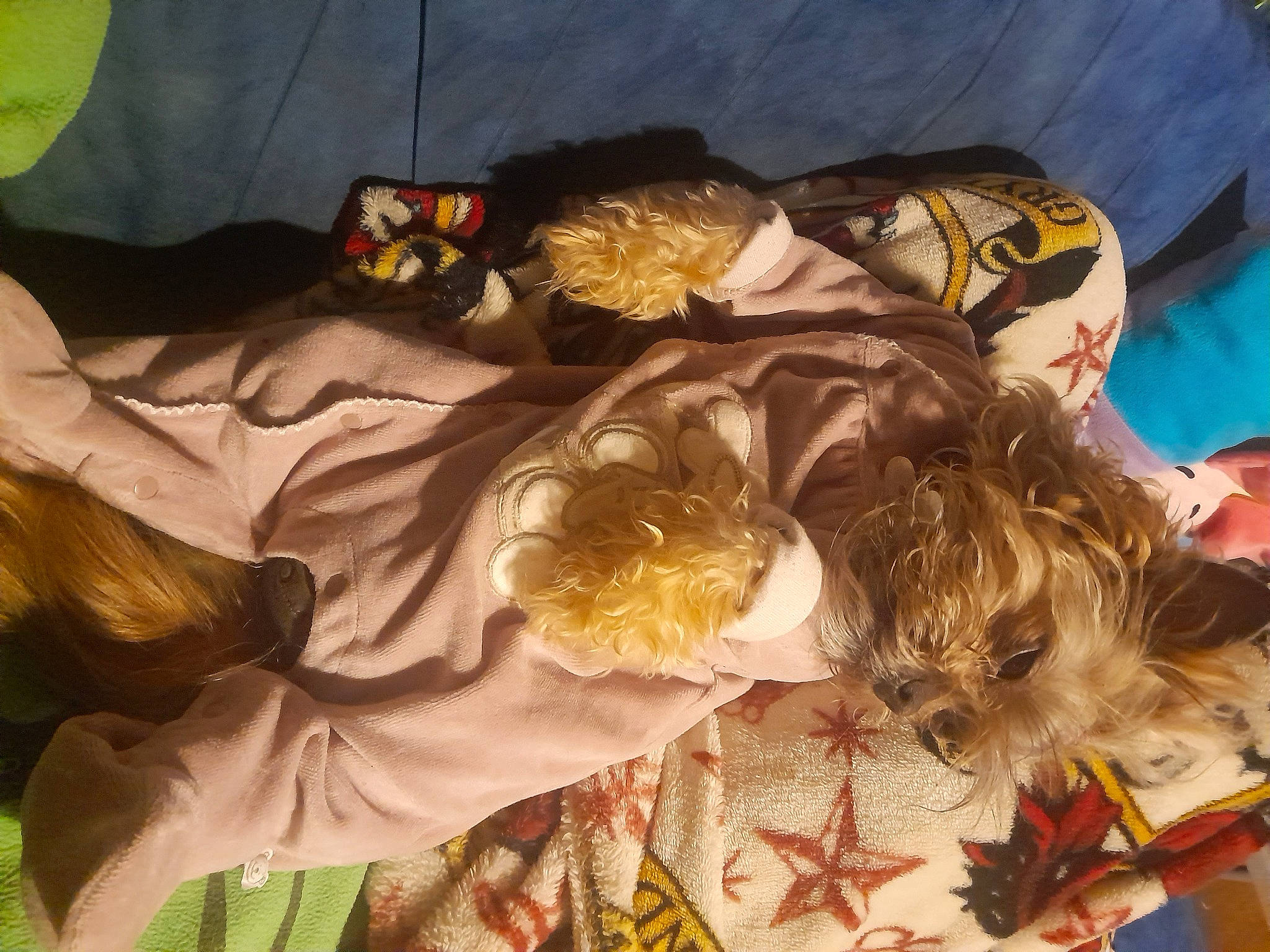 Chewbacca a rejoint le concours — aidez-le/la à gagner de superbes lots ! angel, art, bed, cg_artwork, costume, fashion_accessory, feather, fictional_character, fun, fur, happy, headpiece, linens, mythology, pattern, petal, textile, vintage_clothing, wing, yellow