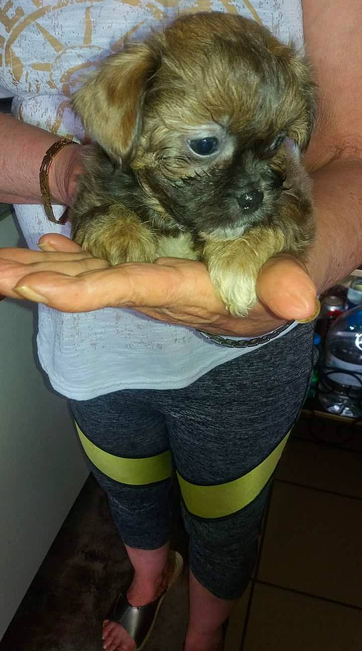 Chewbacca participe au concours pour gagner de l'argent avec cette photo : active_pants, ancient_dog_breeds, carnivore, companion_dog, dog, dog_breed, fawn, fur, hand, human_leg, knee, leggings, nail, puppy_love, small_terrier, sportswear, thigh, toy_dog, watch, working_animal