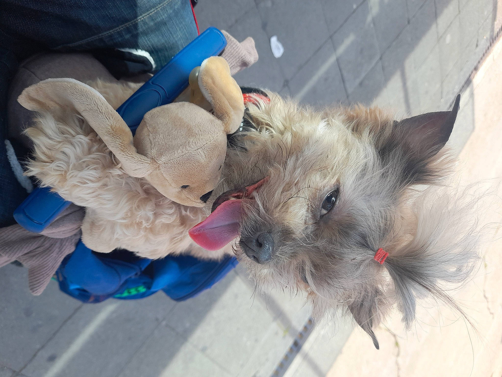 Chewbacca a rejoint le concours — aidez-le/la à gagner de superbes lots ! canidae, carnivore, cat, cat_toy, claw, dog_breed, domestic_short_haired_cat, electric_blue, fashion_accessory, fawn, feather, felidae, fur, mouse, paw, pet_supply, small_to_medium_sized_cats, tail, whiskers, wing