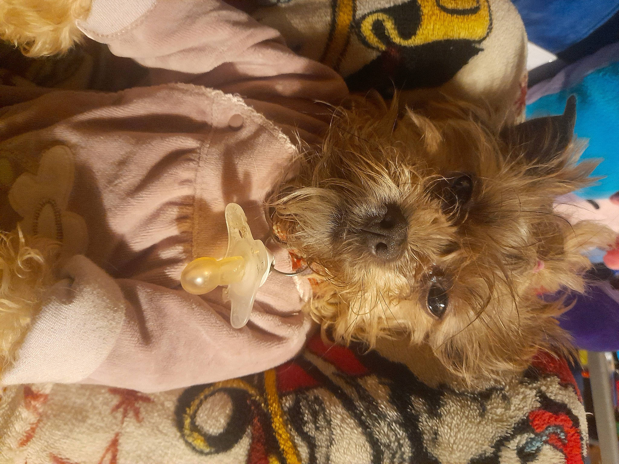 Chewbacca participe au concours pour gagner de l'argent avec cette photo : canidae, carnivore, companion_dog, dog, dog_breed, fashion_accessory, fawn, feather, felidae, fur, pattern, puppy_love, sporting_group, stuffed_toy, sunglasses, terrier, textile, toy, toy_dog, whiskers