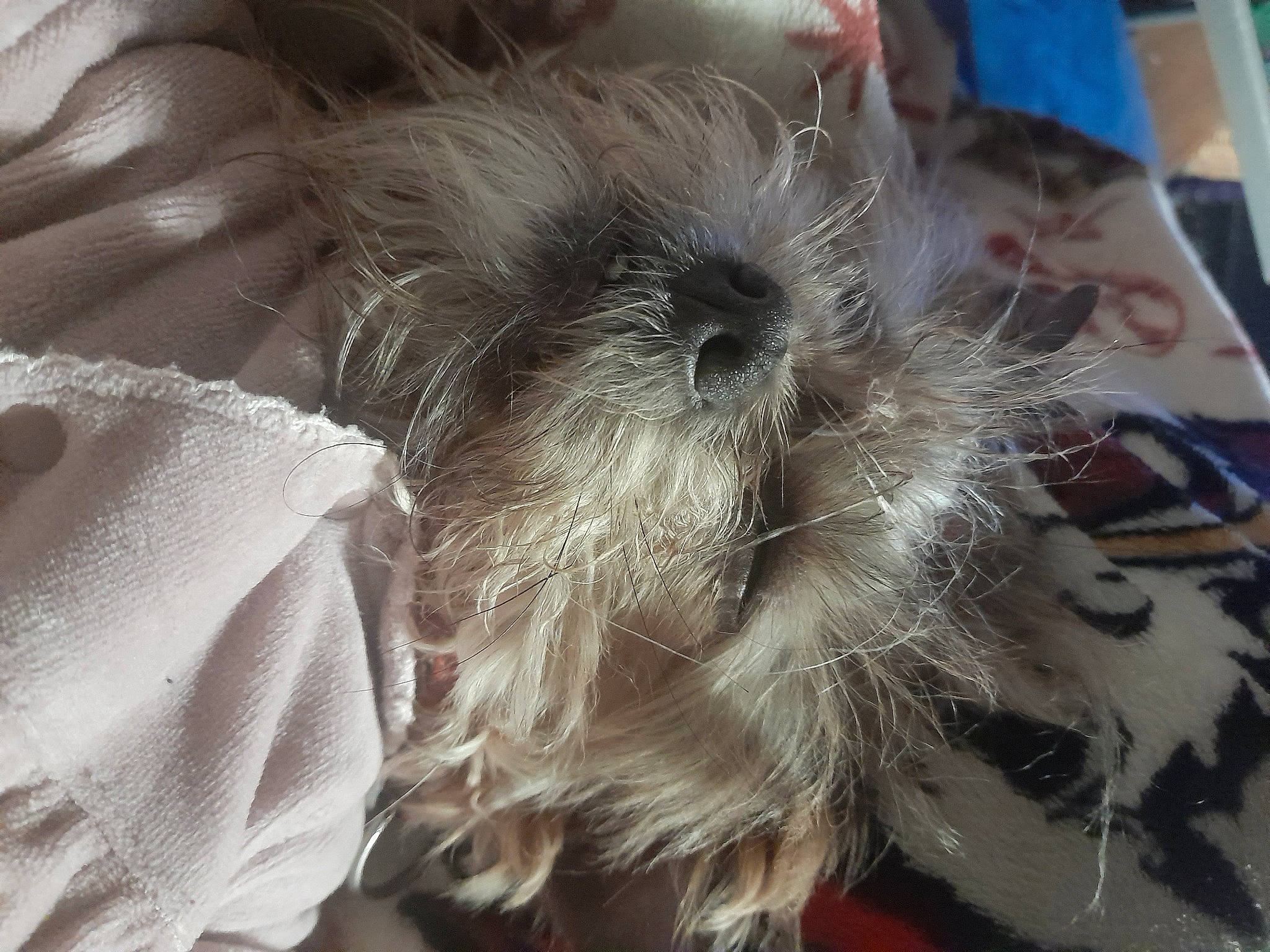 Chewbacca a rejoint le concours — aidez-le/la à gagner de superbes lots ! claw, companion_dog, dog_breed, event, fashion_accessory, fawn, feather, felidae, fur, paw, small_to_medium_sized_cats, toy_dog, whiskers