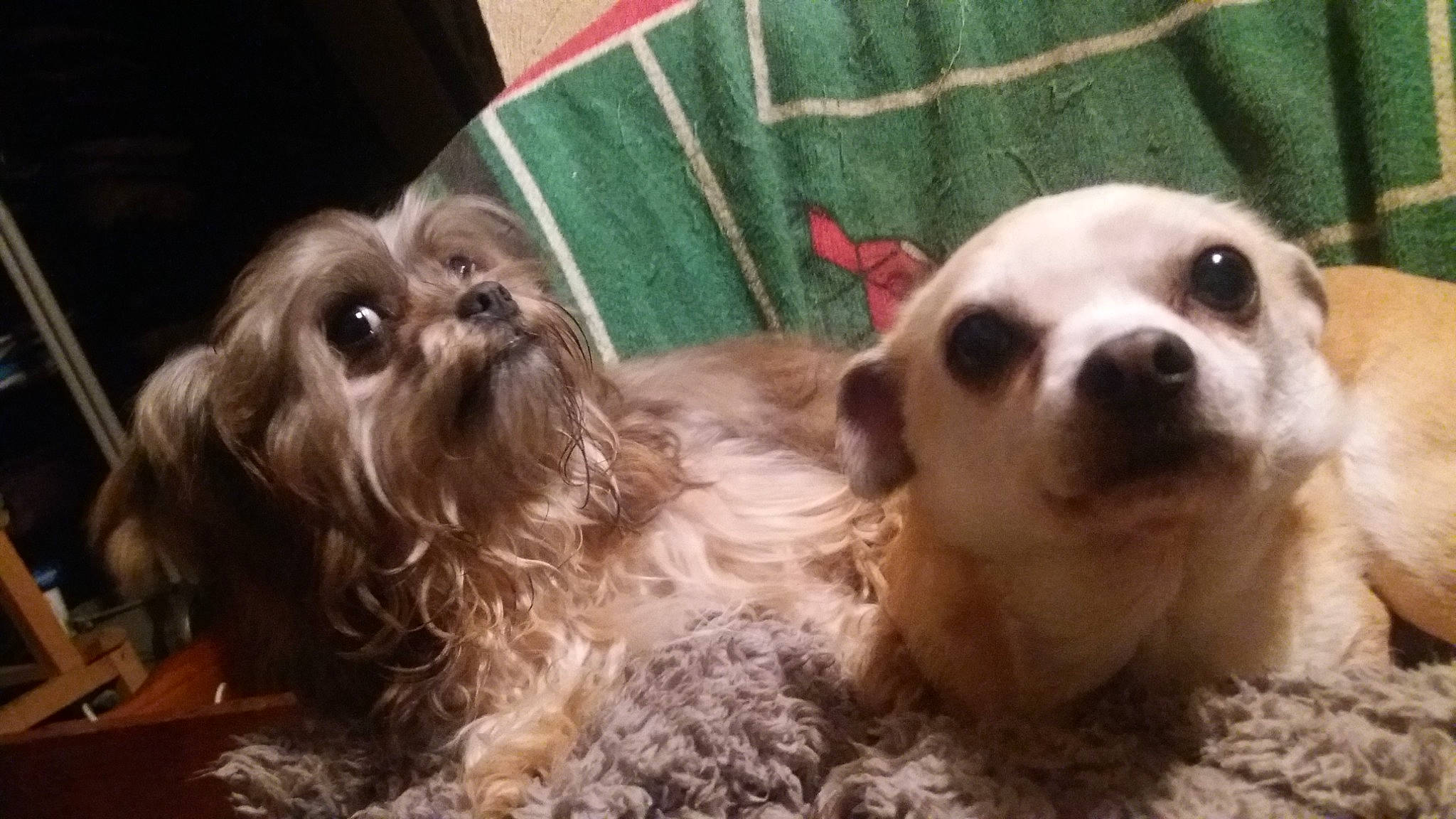 Pépito participe au concours pour gagner de l'argent avec cette photo : canidae, carnivore, cocker_spaniel, companion_dog, dog, dog_breed, dog_supply, ear, fawn, fur, liver, paw, pet_supply, snout, spaniel, sporting_group, terrestrial_animal, toy_dog, whiskers, working_animal