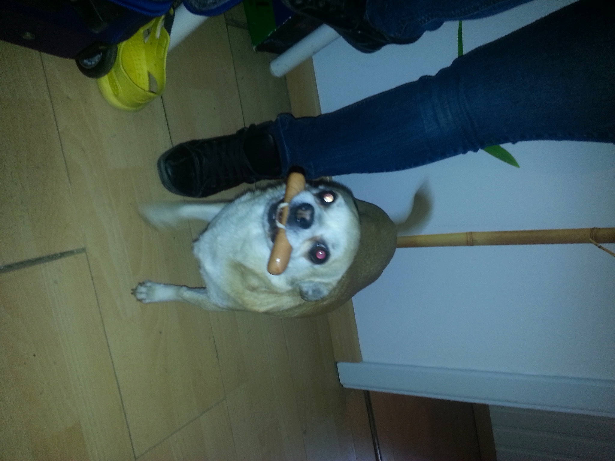 Pépito a rejoint le concours — aidez-le/la à gagner de superbes lots ! ball, canidae, carnivore, companion_dog, dog, dog_breed, fawn, floor, flooring, hardwood, non_sporting_group, shoe, sporting_group, tail, walking_shoe, wood