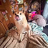 Sweety a rejoint le concours — aidez-le/la à gagner de superbes lots ! dog, bed, blanket, plush_toy, fan, wooden_wall, sticker, indoor, pet, fur, tongue, motion_blur, cozy, room, furniture, decor, canine, animal, playful, rest