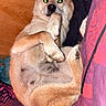 dog, lying_down, indoor, blanket, patterned_textile, wooden_wall, paw, fur, pet, animal, cozy, resting, cute, canine, bed, snug, looking_up, flash_glow, warm_colors, relaxed