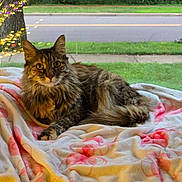 Tear joined the competition — help win amazing prizes! animal, blanket, cat, colorful, cozy, curious, daylight, domestic_animal, feline, fur, indoor, looking, mailbox, pet, resting, soft, street, suburban, tabby, window