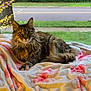 animal, blanket, cat, colorful, cozy, curious, daylight, domestic_animal, feline, fur, indoor, looking, mailbox, pet, resting, soft, street, suburban, tabby, window