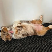 Aïka a rejoint le concours — aidez-le/la à gagner de superbes lots ! belly_up, carpet, collar, cute, dog, door, doormat, ear, fluffy, fur, hind_legs, id_tag, indoor, paw, pet, puppy, relaxed, side_view, sleeping, tricolor