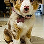 Aïka participe au concours pour gagner de l'argent avec cette photo : puppy, dog, pet, collar, name_tag, indoor, tile_floor, sitting, brown_white_fur, blue_eyes, pink_nose, paws, fluffy, closeup, portrait, young_dog, living_room, furniture, chair, shelf