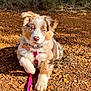 Aïka a rejoint le concours — aidez-le/la à gagner de superbes lots ! dog, puppy, australian_shepherd, fluffy_fur, blue_eyes, pink_leash, harness, collar, dog_tag, paw, nose, outdoor, dirt_ground, sunlight, shadow, bushes, grass, portrait, cute, pet
