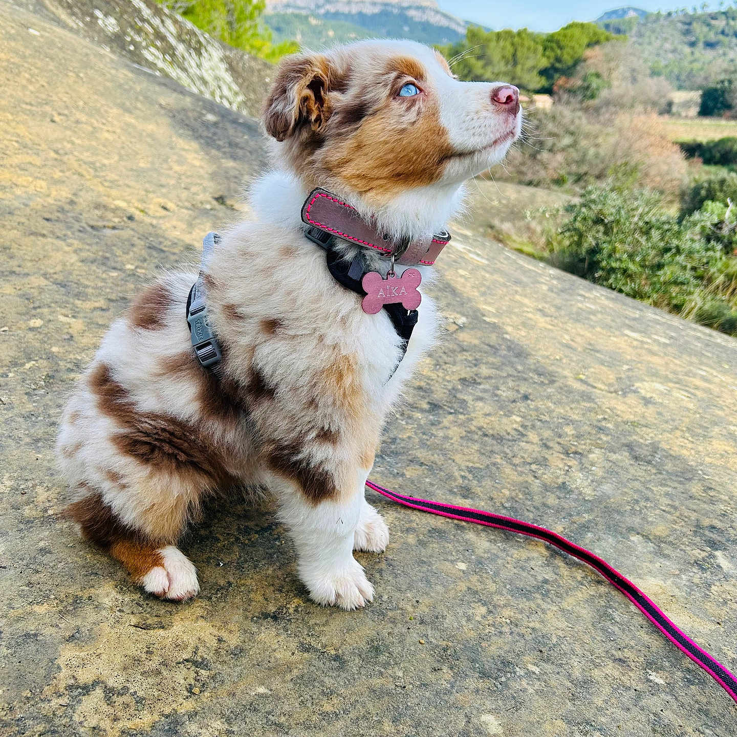 Aïka participe au concours pour gagner de l'argent avec cette photo : adorable, blue_eyes, collar, cute, dog, fur, harness, hiking, id_tag, landscape, leash, mountain, nature, outdoors, paws, pink, puppy, rock, sitting, sky