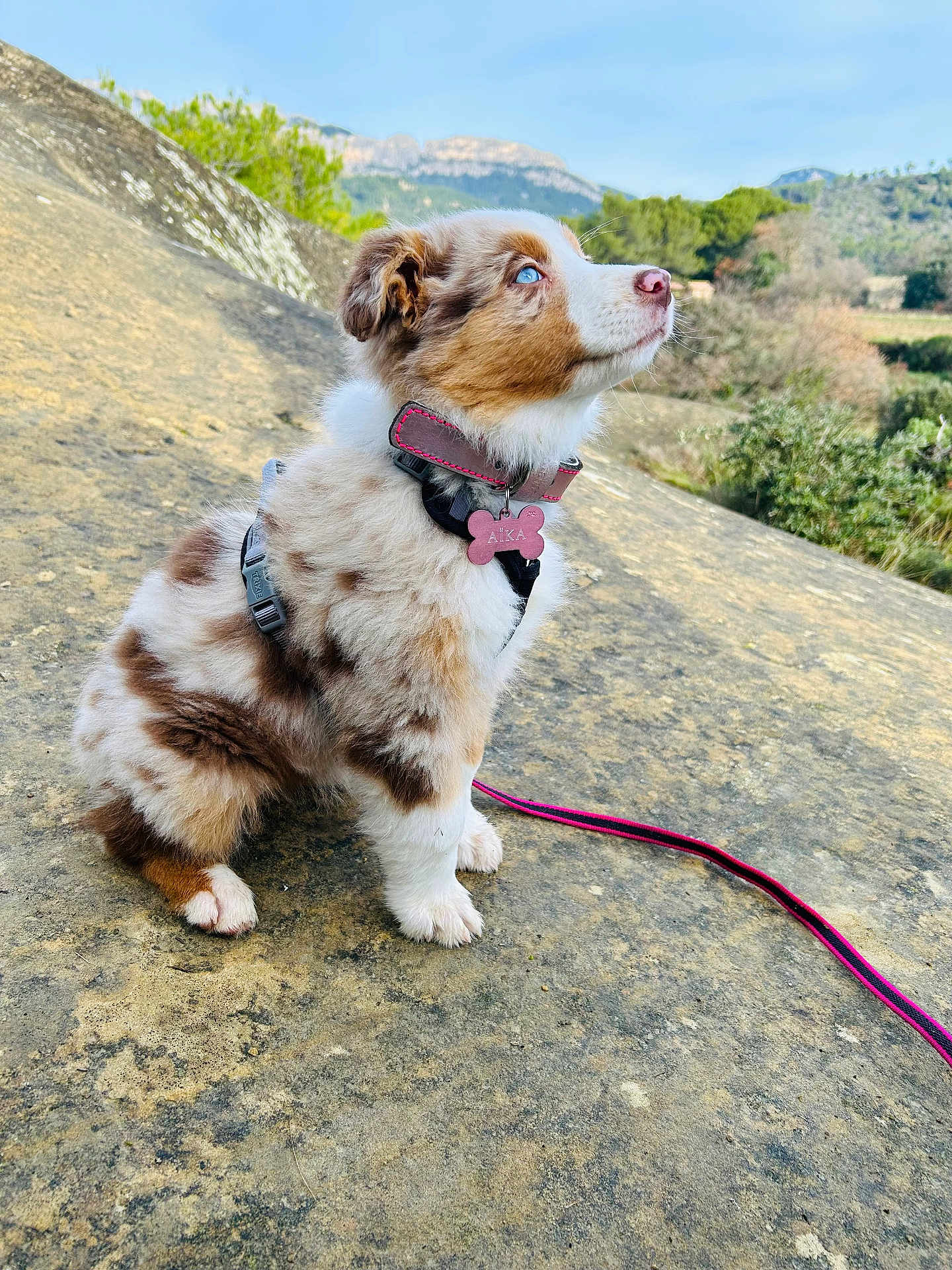Aïka participe au concours pour gagner de l'argent avec cette photo : dog, puppy, outdoors, leash, rock, collar, id_tag, blue_eyes, mountain, landscape, fur, sitting, nature, sky, paws, adorable, harness, pink, hiking, cute