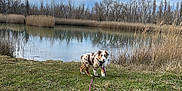 Aïka participe au concours pour gagner de l'argent avec cette photo : dog, puppy, leash, pink_leash, grass, pond, water, reeds, reflection, trees, sky, clouds, outdoors, nature, landscape, cute, collar, walking, rural, blue_sky