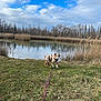 dog, puppy, leash, pink_leash, grass, pond, water, reeds, reflection, trees, sky, clouds, outdoors, nature, landscape, cute, collar, walking, rural, blue_sky