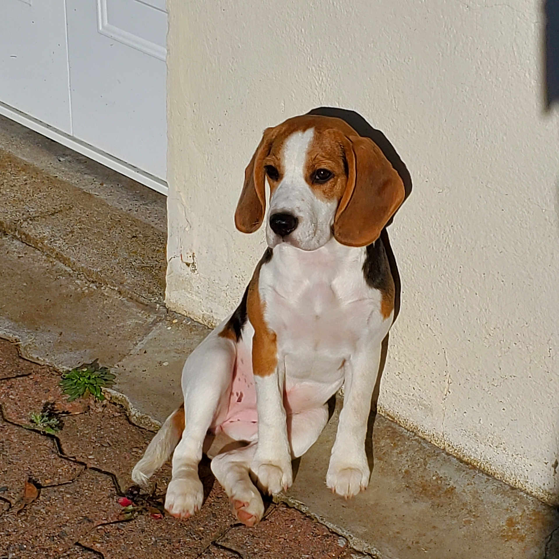 V'Mina participe au concours pour gagner de l'argent avec cette photo : animal, beagle, black, brown, calm, canine, cute, dog, ears, ground, outdoor, paw, pet, puppy, shadow, sitting, sunlight, wall, white, young