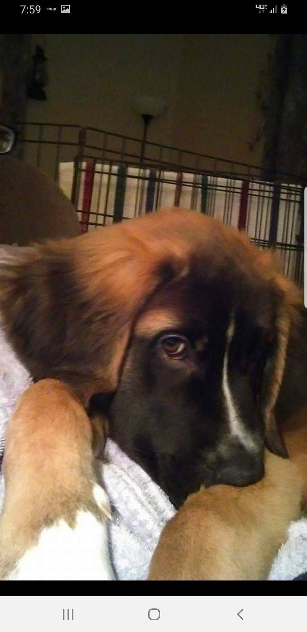 Brandi is registered to the contest to win money with this photo: canidae, carnivore, comfort, companion_dog, dog, dog_breed, ear, fawn, fur, giant_dog_breed, guard_dog, gun_dog, hound, liver, metal, snout, sporting_group, whiskers, working_animal, working_dog