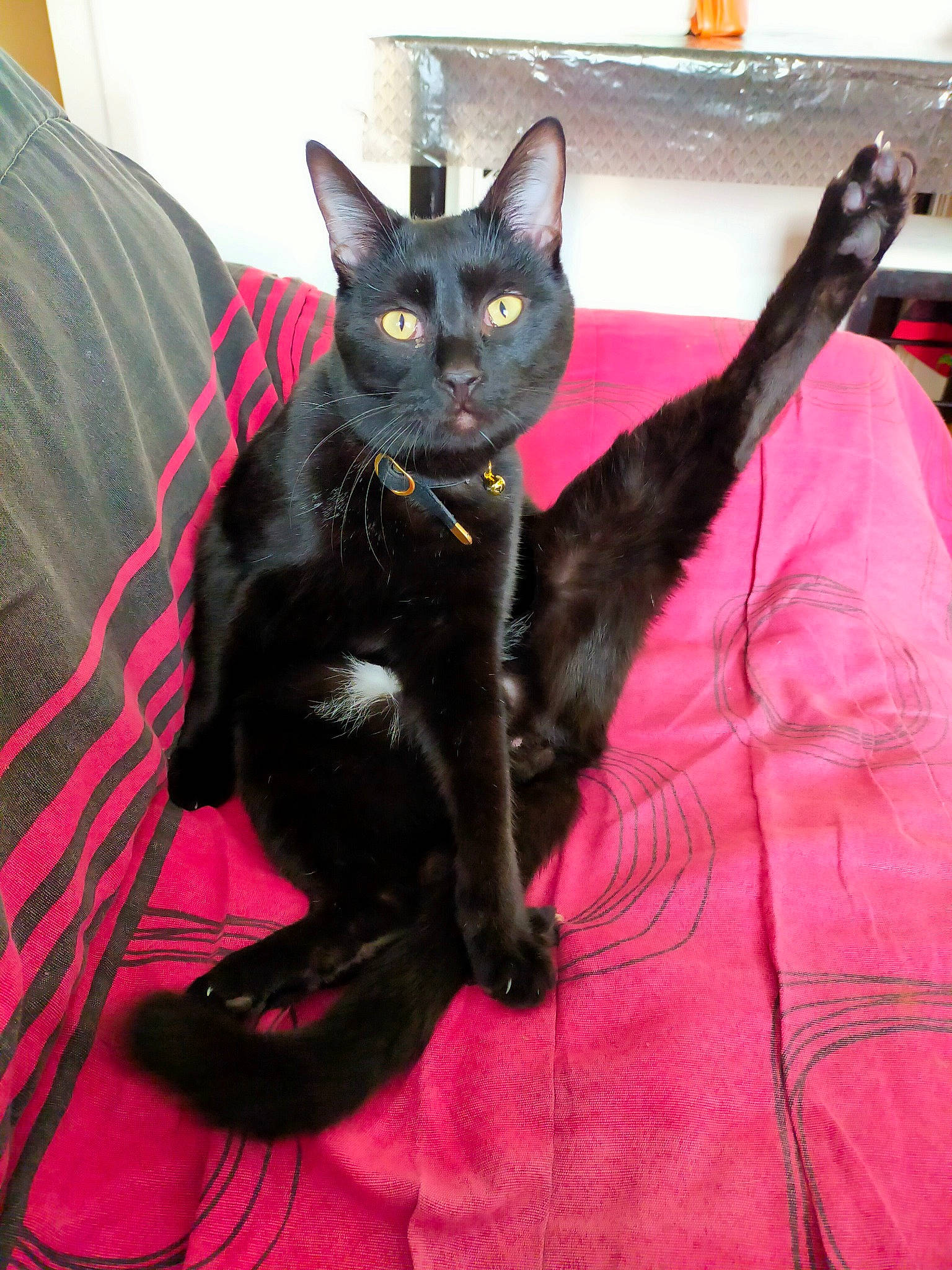 Nelson a rejoint le concours — aidez-le/la à gagner de superbes lots ! black_cat, bombay, carmine, carnivore, cat, claw, comfort, domestic_short_haired_cat, eye, felidae, fur, havana_brown, head, linens, magenta, sitting, small_to_medium_sized_cats, snout, tail, whiskers