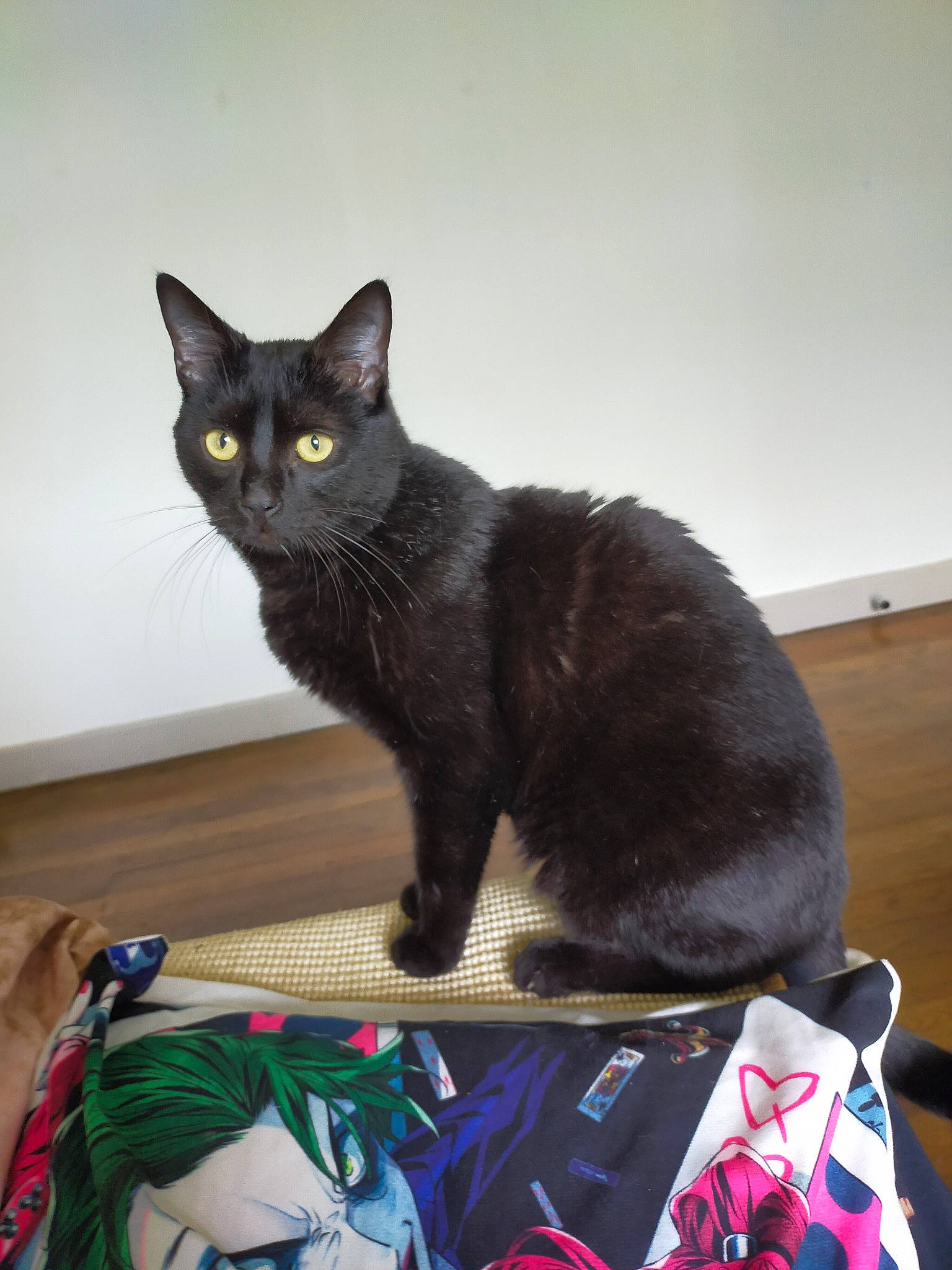 Nelson a rejoint le concours — aidez-le/la à gagner de superbes lots ! bag, black_cat, bombay, carnivore, cat, comfort, domestic_short_haired_cat, felidae, fur, grey, havana_brown, paw, sitting, small_to_medium_sized_cats, tail, whiskers