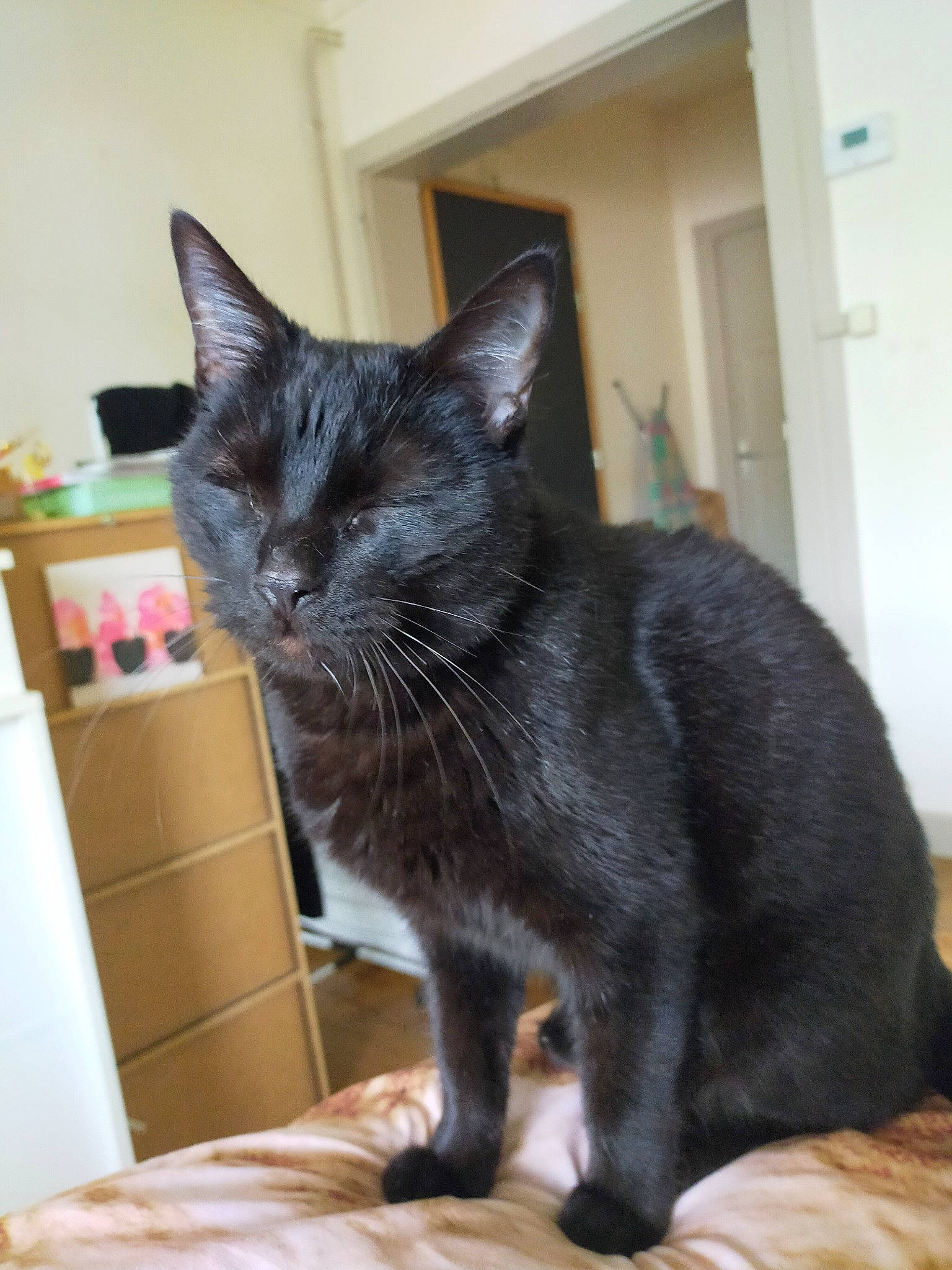 Nelson participe au concours pour gagner de l'argent avec cette photo : black_cat, bombay, carnivore, cat, cat_furniture, cat_supply, claw, comfort, domestic_short_haired_cat, door, felidae, fur, paw, small_to_medium_sized_cats, snout, tail, terrestrial_animal, whiskers, window