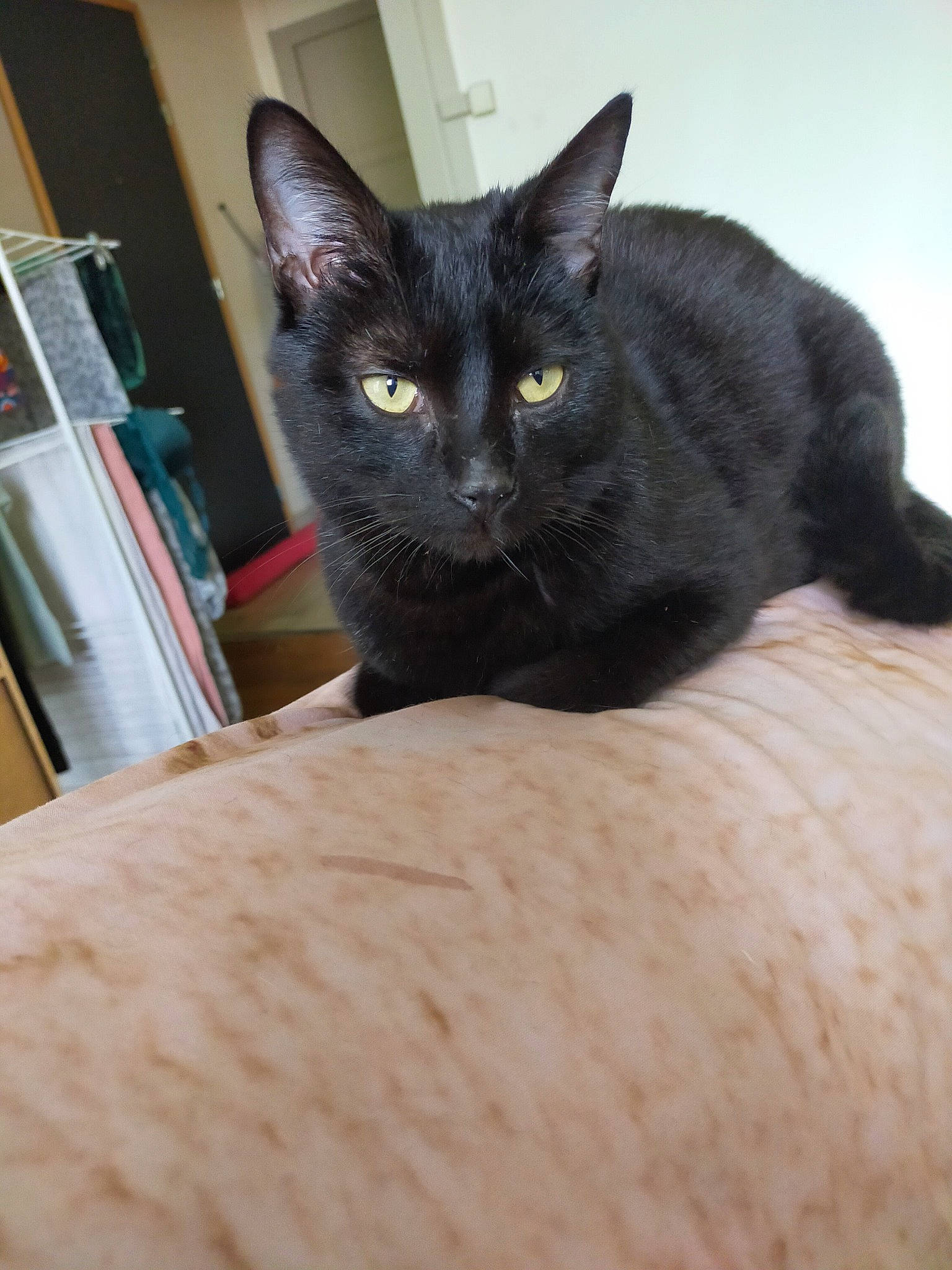 Nelson a rejoint le concours — aidez-le/la à gagner de superbes lots ! black_cat, bookcase, carnivore, cat, cat_supply, comfort, domestic_short_haired_cat, eye, felidae, fur, hardwood, head, shelf, small_to_medium_sized_cats, snout, terrestrial_animal, whiskers, wood