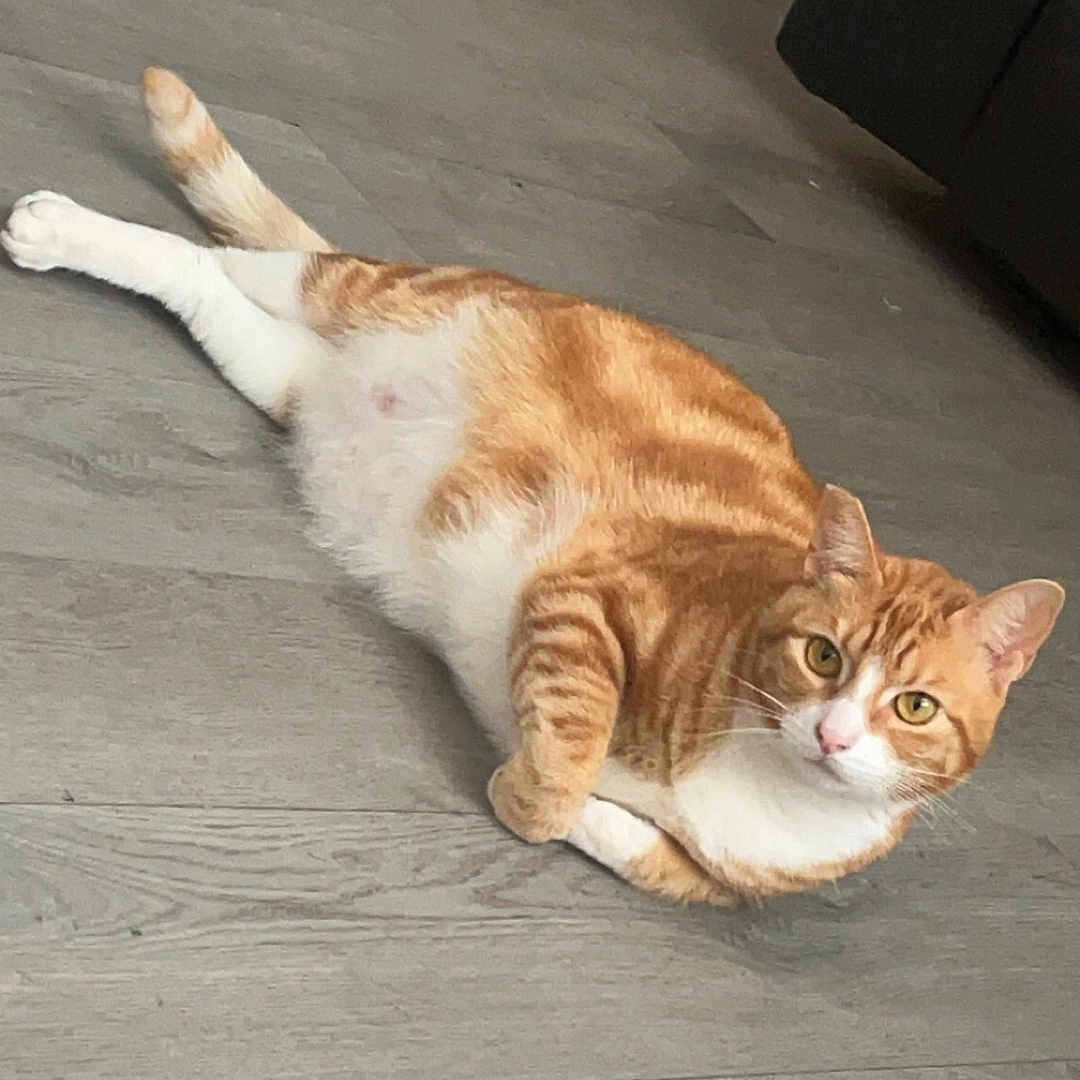 Abby is registered to the contest to win money with this photo: abyssinian, accessories, animal, bag, cat, hardwood, herbal, herbs, indoors, interiordesign, kitten, manx, person, pet, plant, plywood, slate, sleeping, strap, wood