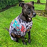 animal, black_dog, calm, canine, clothing, colorful, daylight, dog, dragon_design, fur, grass, greenery, nature, outdoor, park, pet, portrait, shirt, sitting, tree