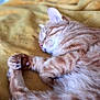 Jazz a rejoint le concours — aidez-le/la à gagner de superbes lots ! cat, sleeping, orange_tabby, fur, paws, blanket, cozy, resting, domestic_cat, pet, animal, feline, cute, relaxation, indoor, soft_texture, whiskers, closeup, peaceful, nap
