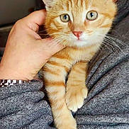 Jazz a rejoint le concours — aidez-le/la à gagner de superbes lots ! kitten, cat, orange_tabby, pet, animal, cute, feline, young, close_up, hand, person, glasses, sweater, gray_clothing, indoor, portrait, holding, cuddling, whiskers, paws