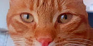 Jazz participe au concours pour gagner de l'argent avec cette photo : cat, orange_tabby, close_up, pet, whiskers, pink_nose, green_eyes, indoor, feline, animal, fur, ears, face, curious, calm, portrait, mammal, domestic_cat, soft_light, background_blur