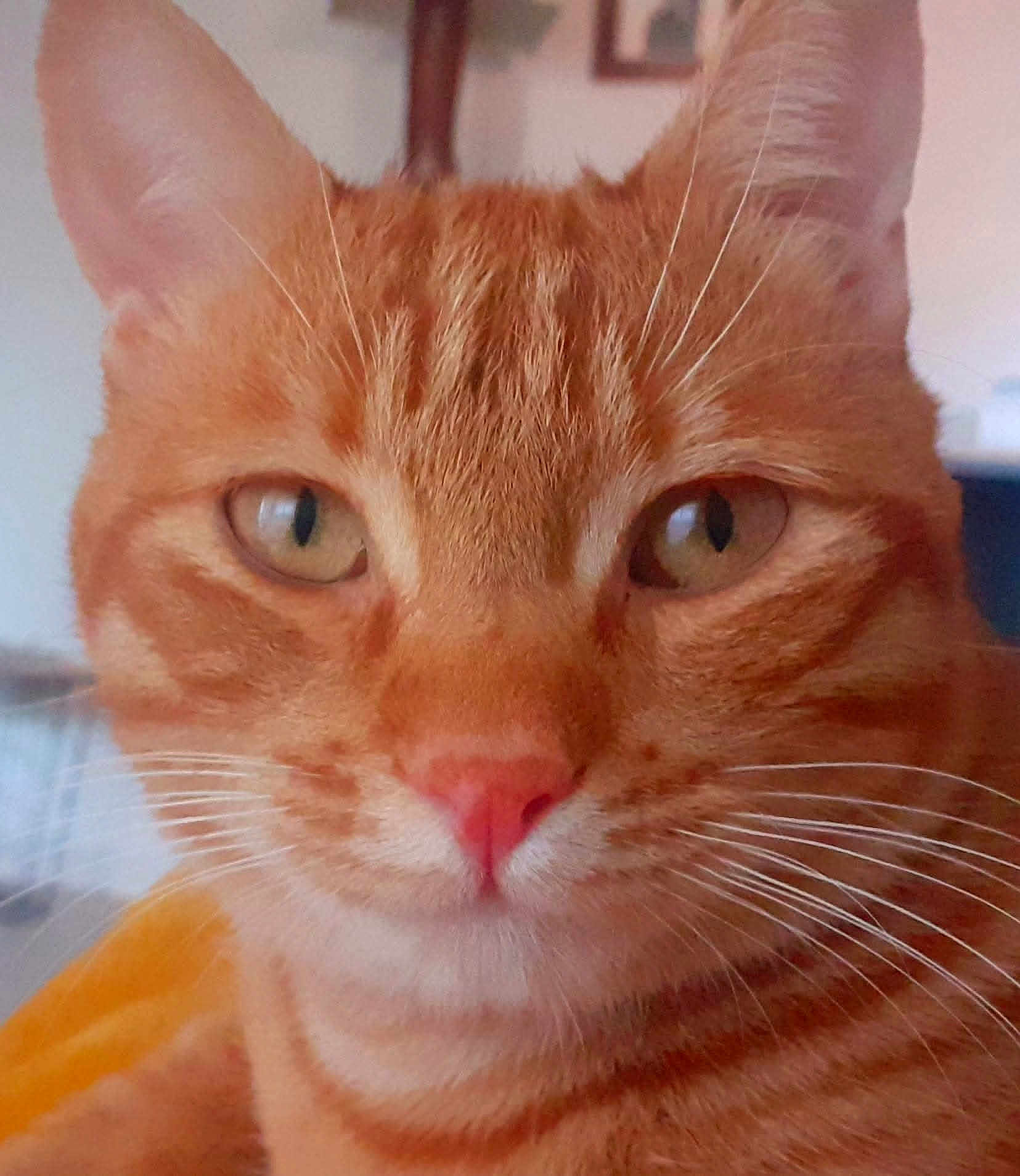 Jazz participe au concours pour gagner de l'argent avec cette photo : cat, orange_tabby, close_up, pet, whiskers, pink_nose, green_eyes, indoor, feline, animal, fur, ears, face, curious, calm, portrait, mammal, domestic_cat, soft_light, background_blur