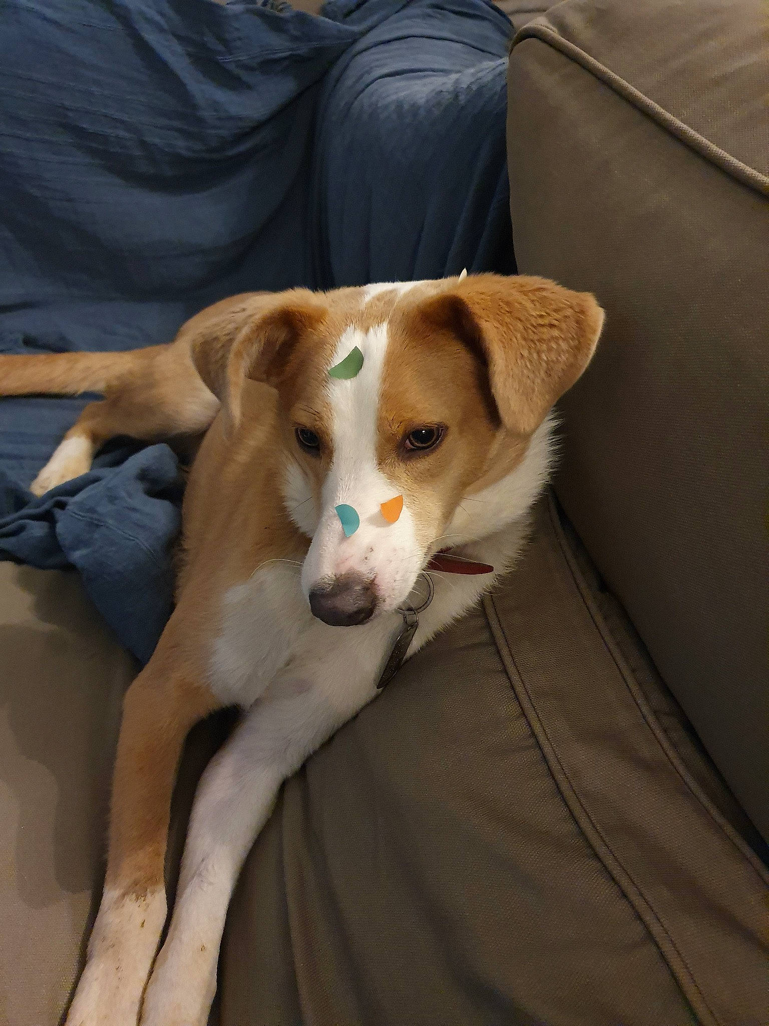 Dobby participe au concours pour gagner de l'argent avec cette photo : austrian_pinscher, canidae, carnivore, companion_dog, dog, dog_breed, fawn, harrier, hound, hunting_dog, ibizan_hound, mammal, sporting_group, street_dog, vertebrate