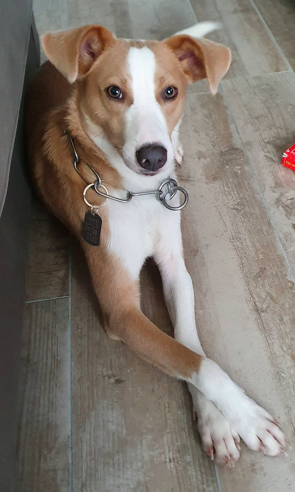 Dobby a rejoint le concours — aidez-le/la à gagner de superbes lots ! aspin, canidae, carnivore, carolina_dog, companion_dog, dog, dog_breed, fawn, feist, hunting_dog, ibizan_hound, mammal, potcake_dog, rare_breed_dog, snout, street_dog, treeing_feist, vertebrate