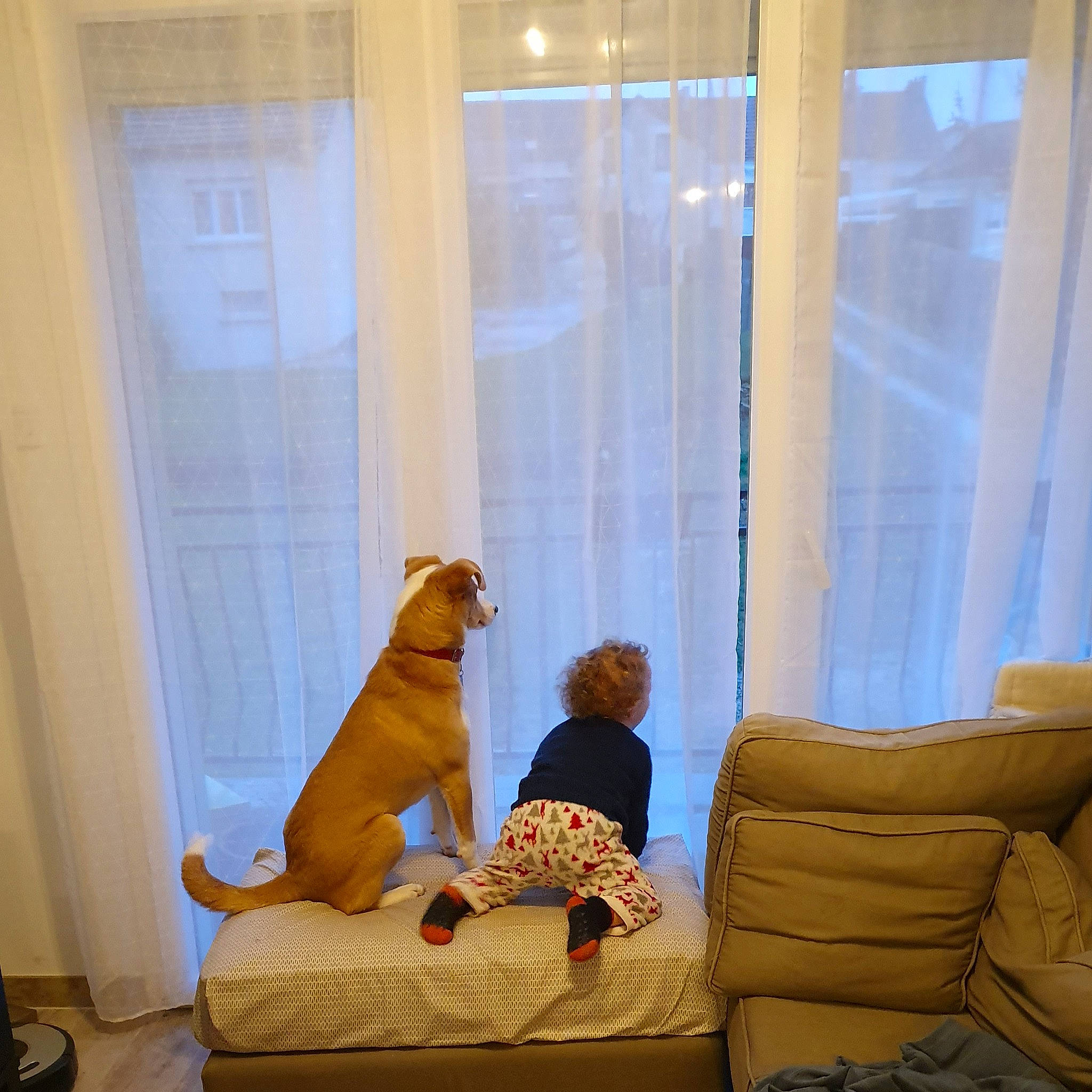 Dobby a rejoint le concours — aidez-le/la à gagner de superbes lots ! canidae, carnivore, comfort, couch, curtain, dog, fawn, furniture, home, interior_design, living_room, room, sporting_group, window, window_covering, window_treatment