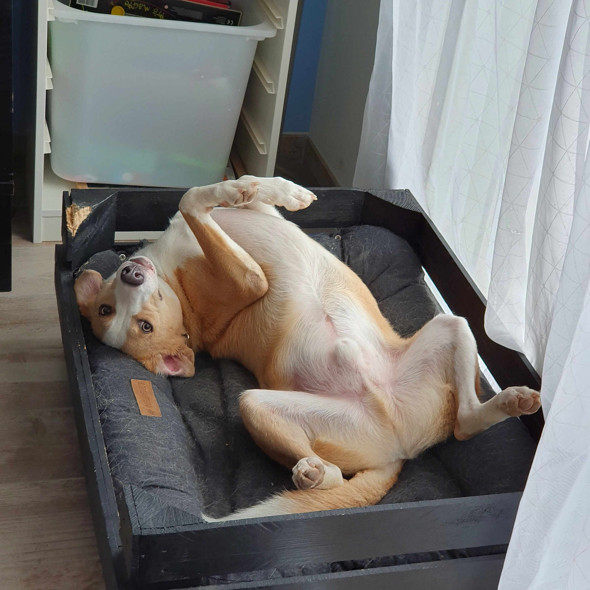 Dobby