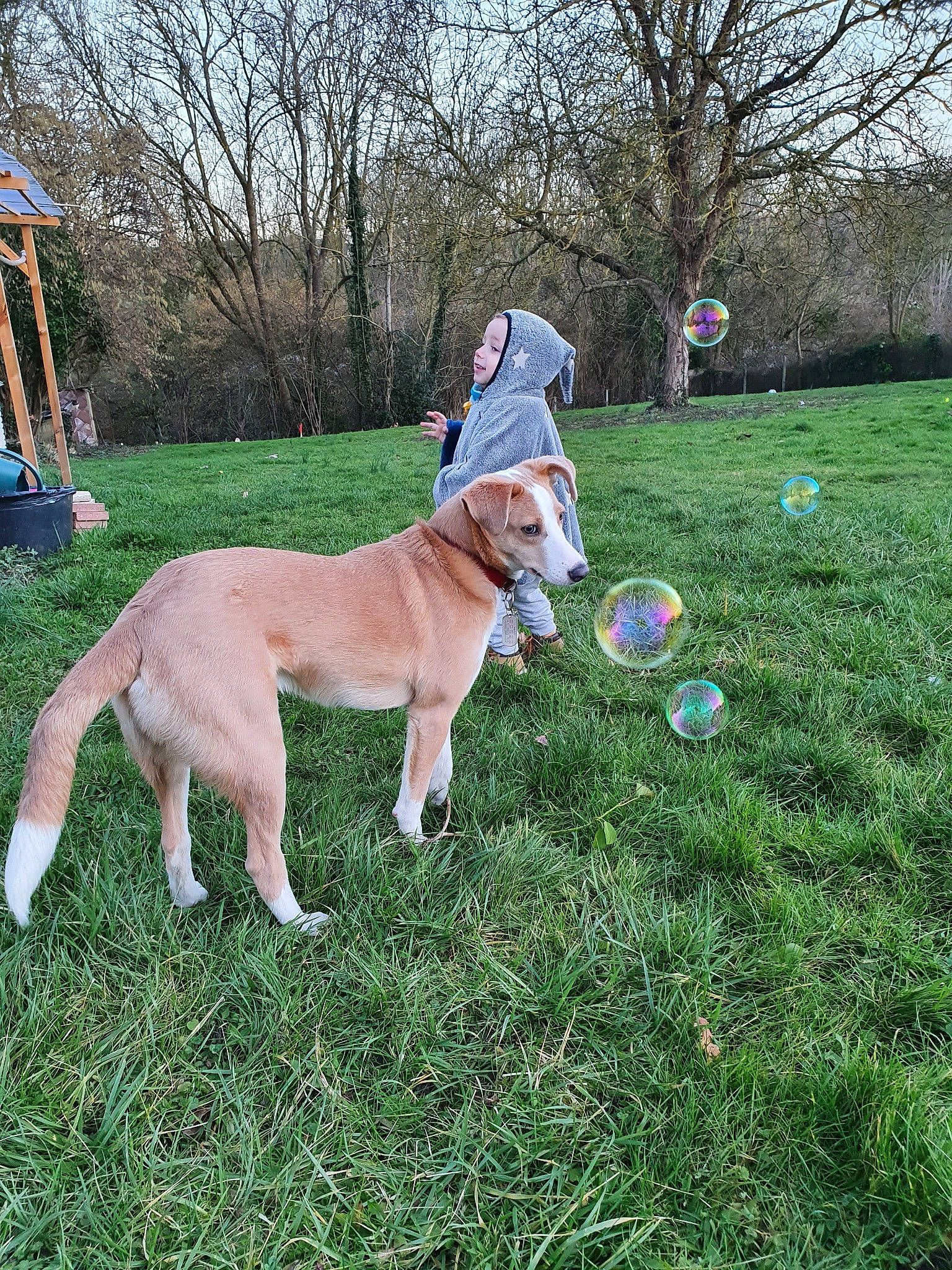 Dobby a rejoint le concours — aidez-le/la à gagner de superbes lots ! canidae, carnivore, companion_dog, dog, dog_breed, dog_walking, fawn, grass, lawn, leash, mammal, plant, sporting_group, vertebrate