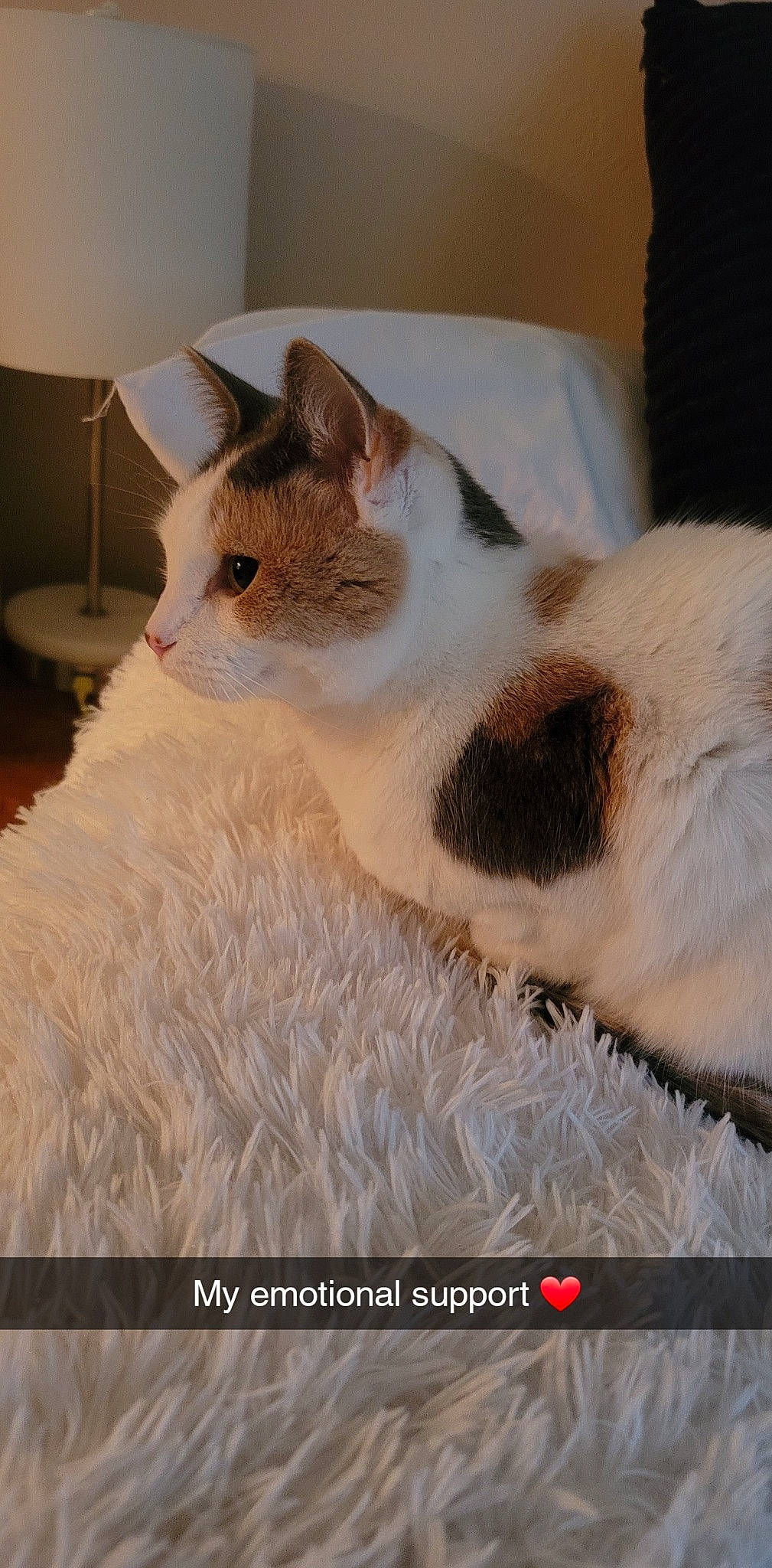 Bailey joined the competition — help win amazing prizes! carnivore, cat, claw, comfort, domestic_short_haired_cat, ear, eye, eyelash, fawn, felidae, fur, head, nap, paw, small_to_medium_sized_cats, snout, tail, terrestrial_animal, whiskers