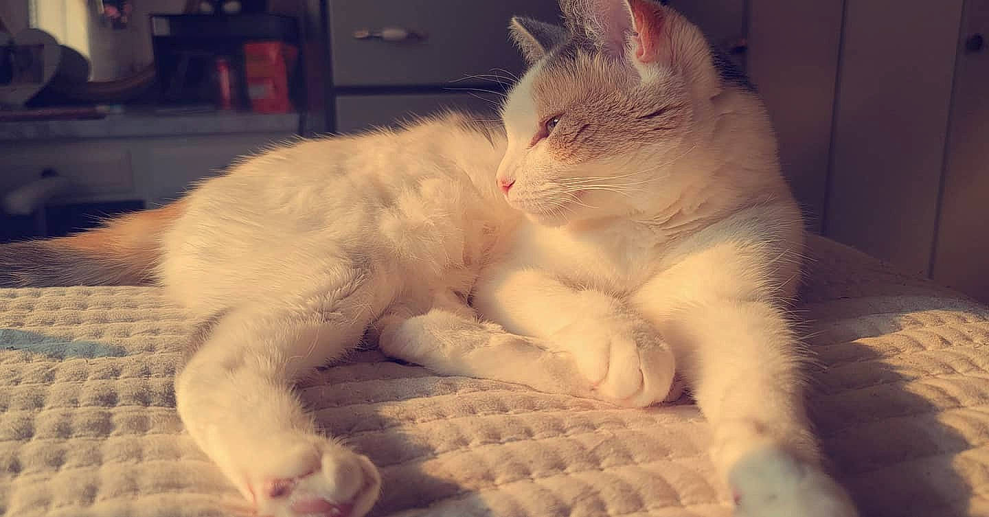 Bailey joined the competition — help win amazing prizes! carnivore, cat, claw, cloud, comfort, domestic_short_haired_cat, felidae, fur, nap, paw, shelf, sleep, small_to_medium_sized_cats, snout, tail, whiskers