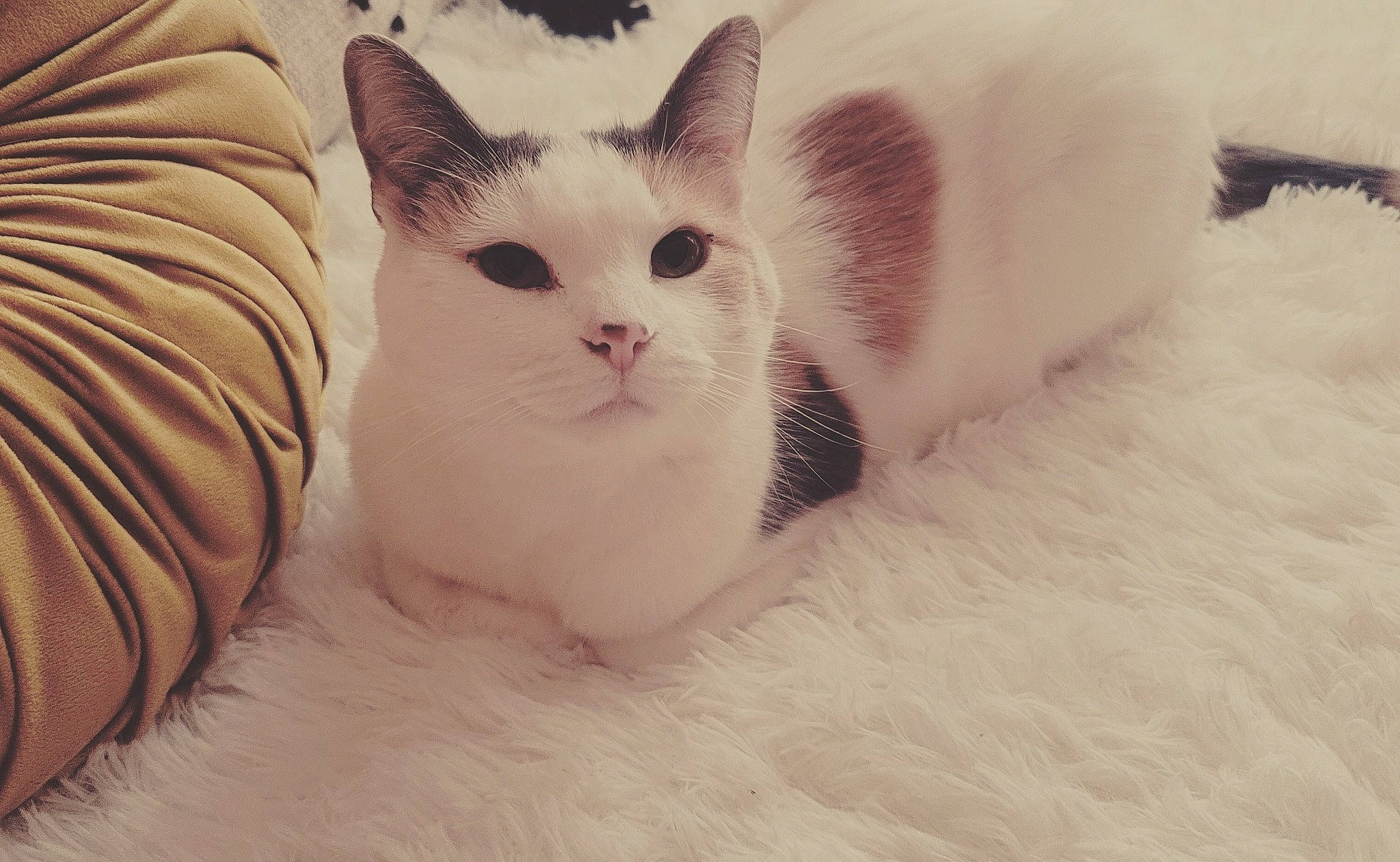 Bailey joined the competition — help win amazing prizes! carnivore, cat, comfort, domestic_short_haired_cat, eye, fawn, felidae, foot, fur, paw, small_to_medium_sized_cats, snout, tail, terrestrial_animal, whiskers